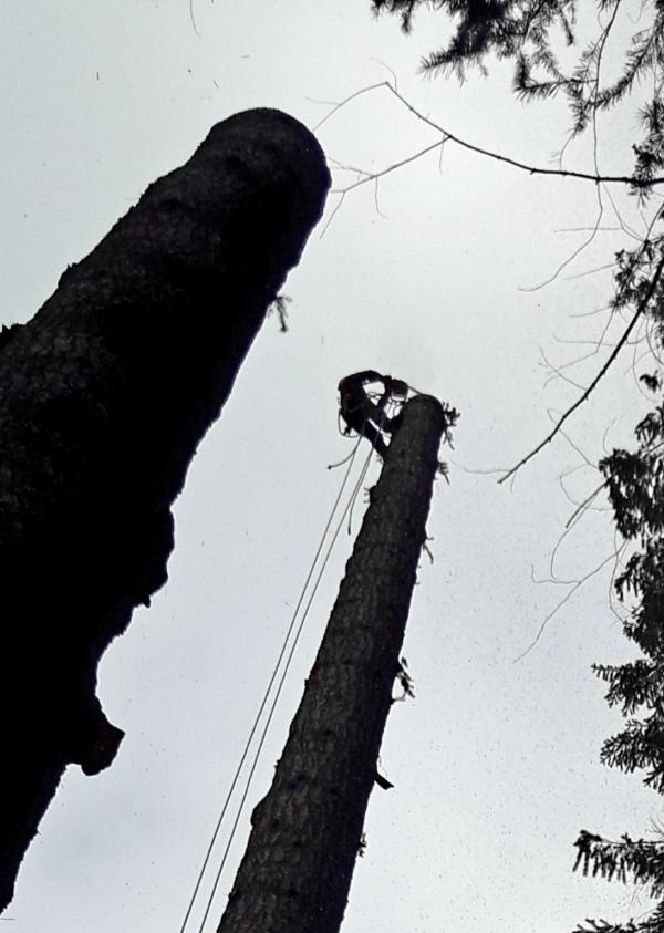 Arborista - Trabajos en Altura