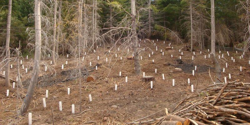 VEN&Iacute; A LA DESPINADA EN  REFUGIO BERGHOF, NOSOTROS TE LLEVAMOS