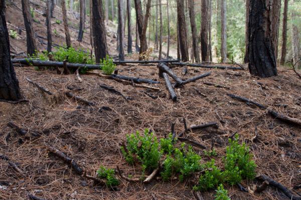 Seminario Ecotono &#147;Evaluaci&oacute;n de la resistencia y resiliencia de los bosques ante perturbaciones naturales&#148; &#150; viernes 31 14:30hs