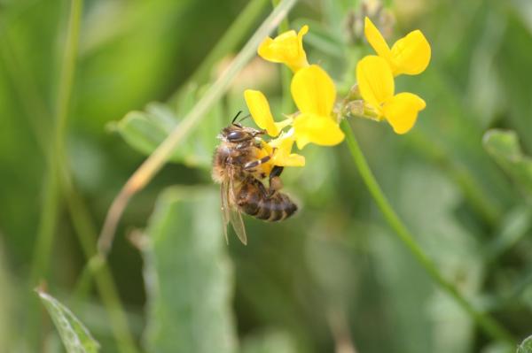 Seminario Ecotono sobre Polinizaci&oacute;n de cultivos por abejas mel&iacute;feras