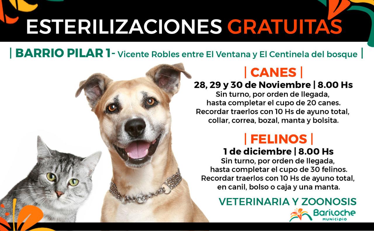 Campa&ntilde;a de esterilizaci&oacute;n canina y felina gratuita en barrio Pilar I