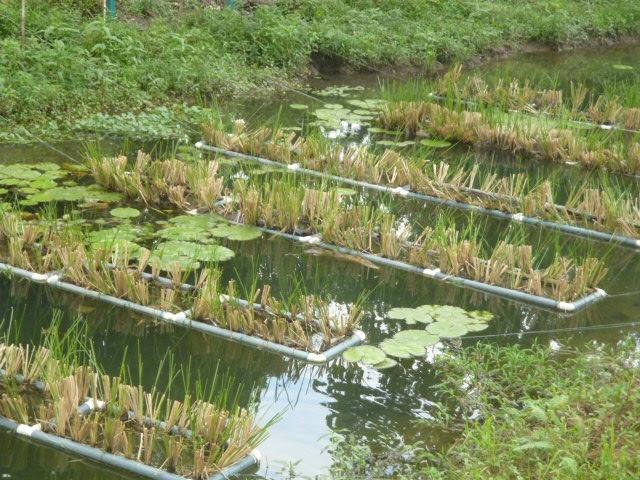 Charla Biorremediaci&oacute;n con hongos: de la bioprospecci&oacute;n f&uacute;ngica hacia la aplicaci&oacute;n real   