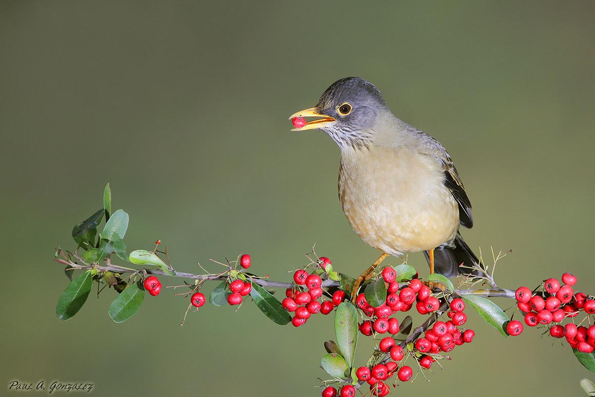 Seminario Ecotono: Dispersi&oacute;n de semillas de plantas ex&oacute;ticas por aves