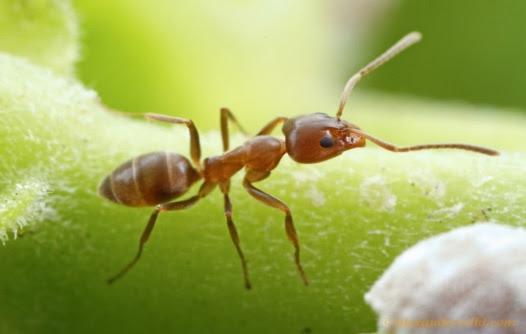 Buscan frenar avance de hormiga invasora en Bariloche