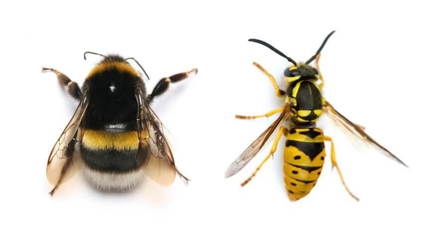 Invitaci&oacute;n a charla sobre La evoluci&oacute;n y regulaci&oacute;n de la sociabilidad en abejas y avispas - Jueves 17hs