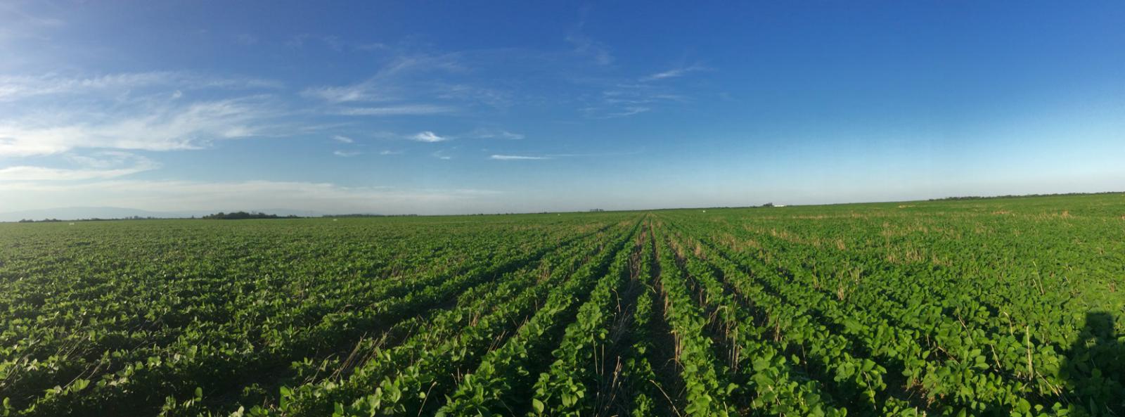 Pese al aumento de la dependencia de polinizadores en la agricultura, la falta de diversidad de cultivos amenaza la producci&oacute;n agr&iacute;cola mundial