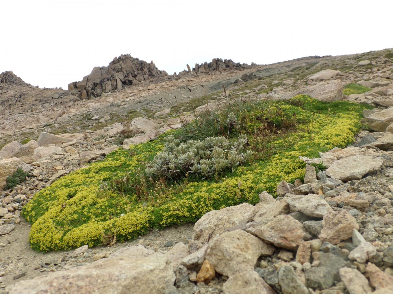 Seminario Ecotono: Interacciones planta-planta como promotores de diversidad vegetal en el ambiente alpino