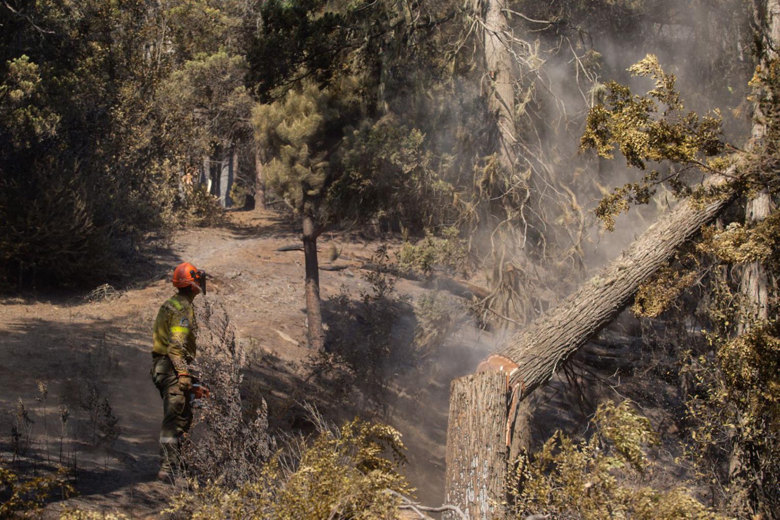 En la Universidad del Comahue ya piensan en c&oacute;mo restaurar el bosque que se quem&oacute; en El Bols&oacute;n