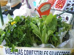 Taller sobre plantas silvestres comestibles de la Patagonia