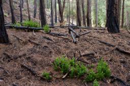 Seminario Ecotono Evaluaci&oacute;n de la resistencia y resiliencia de los bosques ante perturbaciones naturales  viernes 31 14:30hs