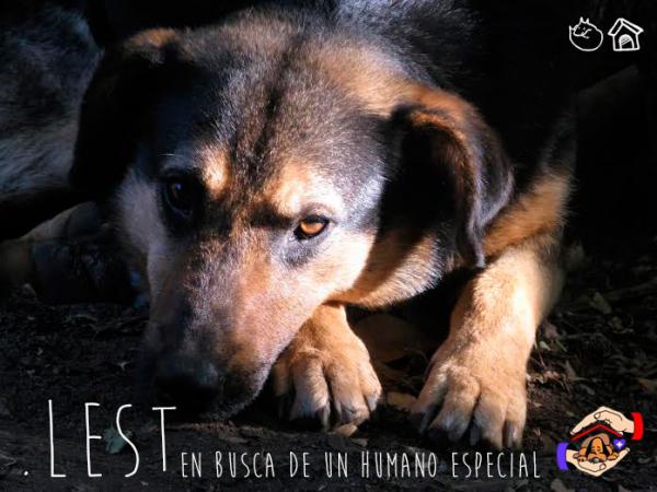 LEST - En busca de un humano especial 