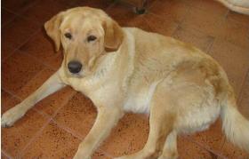 Hembra cruza labrador/golden en adopcion