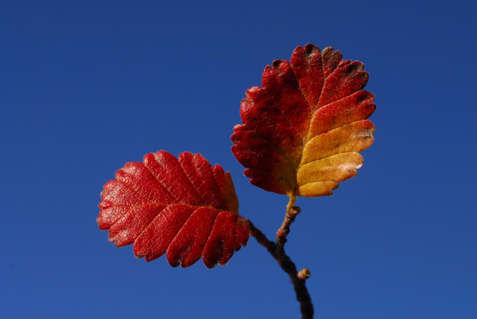 Bienvenido Oto&ntilde;o !