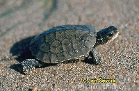 EL TREBOL - TORTUGA ENCONTRADA