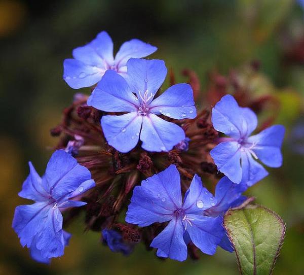 TERAPIAS FLORALES: UN CAMINO DE SANACI&Oacute;N