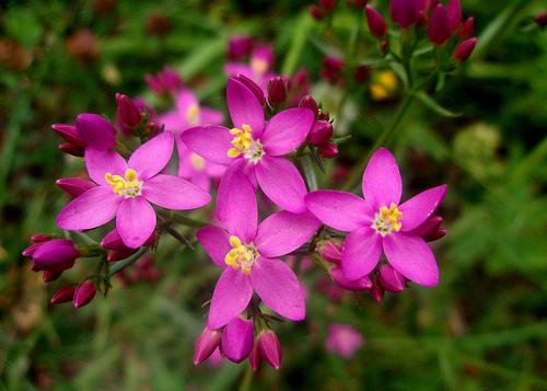 Centaurea para la hipersensibilidad a influencias y opiniones 