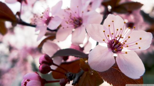 CHERRY PLUM (PRUNUS CERASCIFERA)  - &#147; Para los que sienten temor&#148;