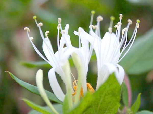  HONEYSUCKLE ( MADRESELVA)               DEL GRUPO &#147; FALTA DE INTER&Eacute;S EN LAS ACTUALES                                CIRCUNSTANCIAS&#148;