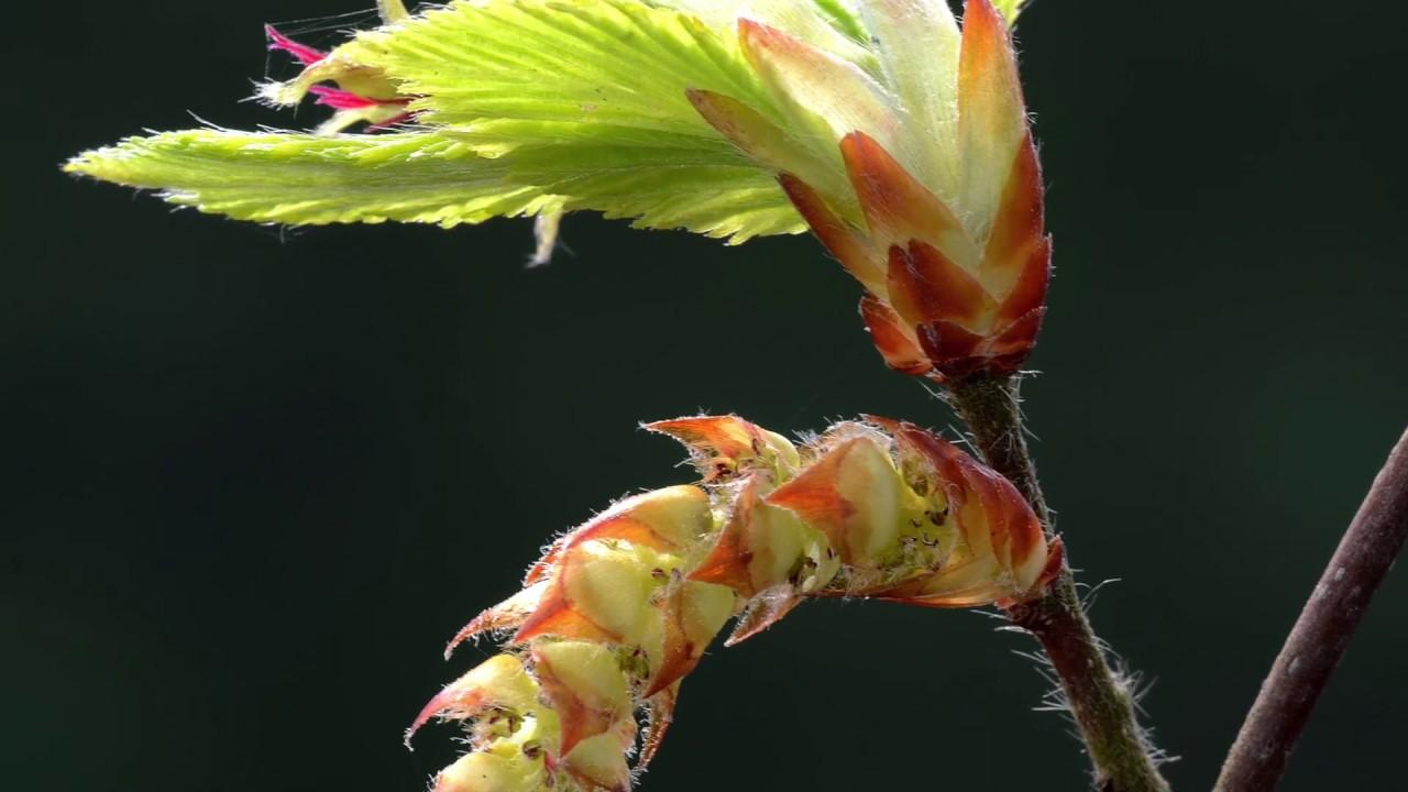 Hornbeam ( hojarazo) del grupo&#148; para los que sufren incertidumbre&#148;