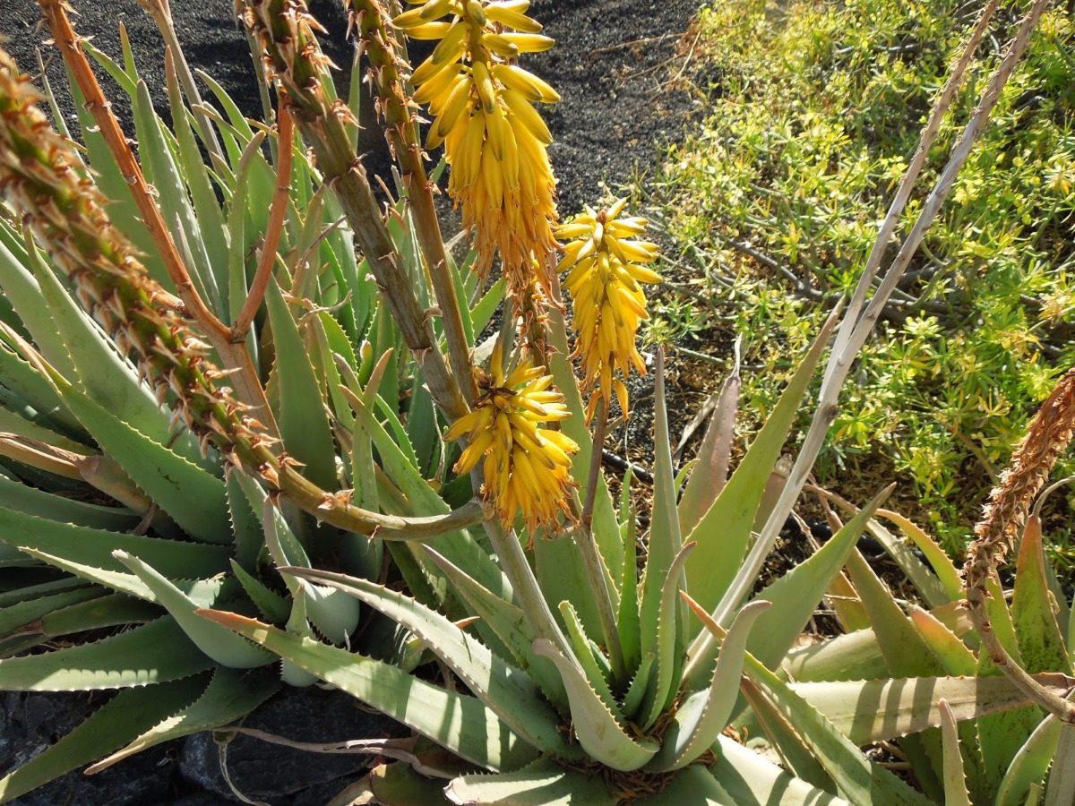 Aloe Vera para quienes sienten sobreexigencia