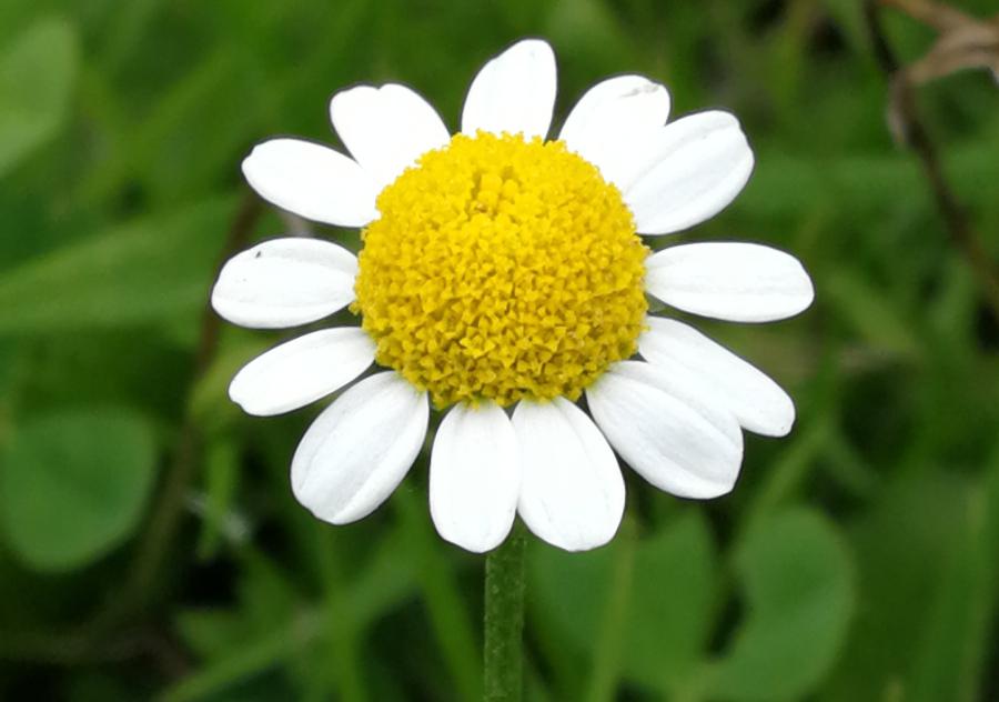  Chamomile para lo que estan irritables