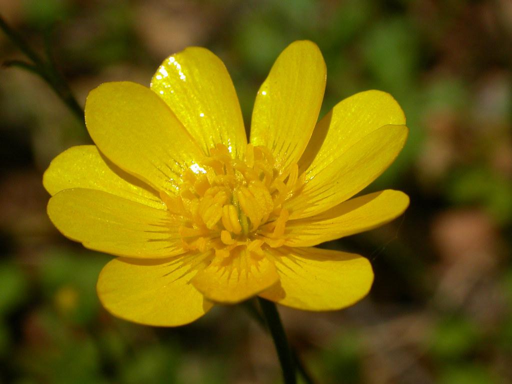 Buttercup para quienes tienen la sensaci&oacute;n de ser poco valiosos