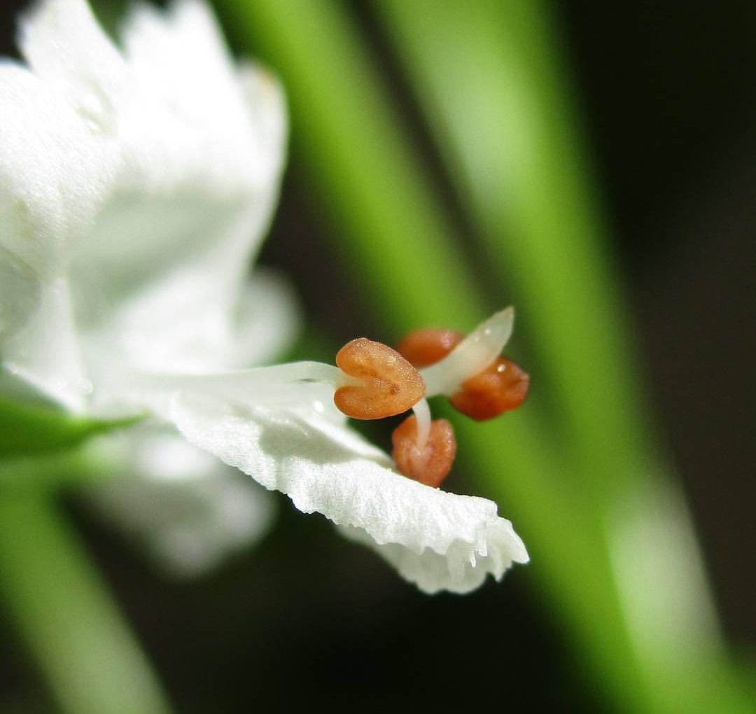 Basil para integrar la sexualidad y la espiritualidad