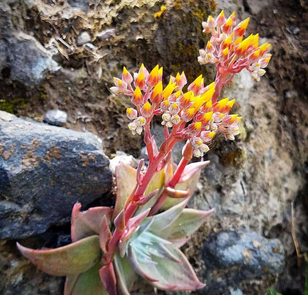 Canyon Dudleya para quien tiende a sobredimensionar la vida ps&iacute;quica