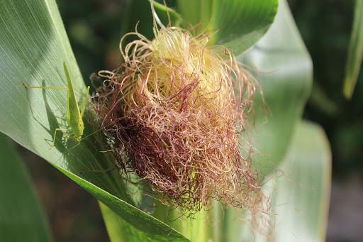  Corn para quien siente desorientaci&oacute;n y estr&eacute;s 