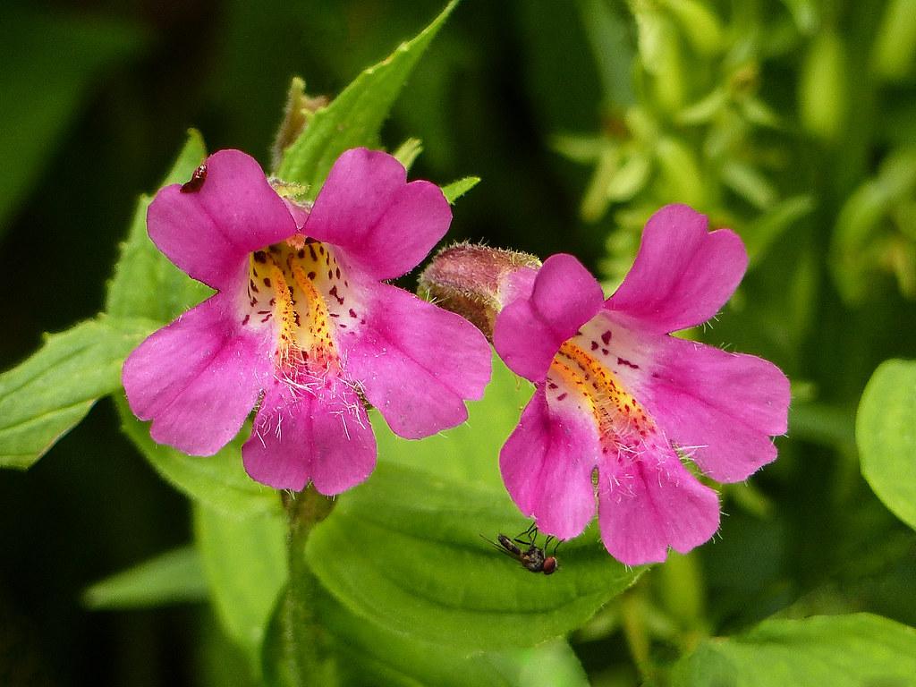  Pink Monkeyflower para quien siente temor a exponerse y al rechazo