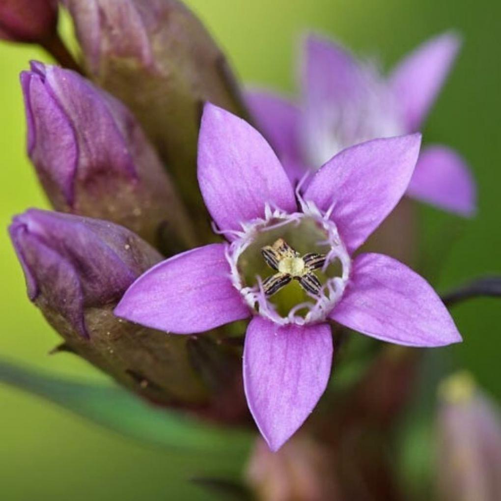  Gentian para quien siente duda y desaliento