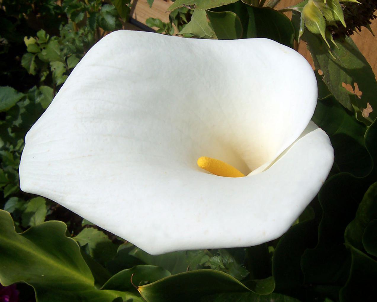  Calla Lily	 para quienes sienten confusi&oacute;n de genero