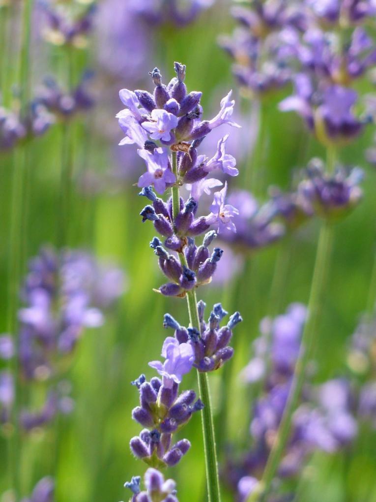 Flores de Bach y California - Lavender para contrarrestar el nerviosismo