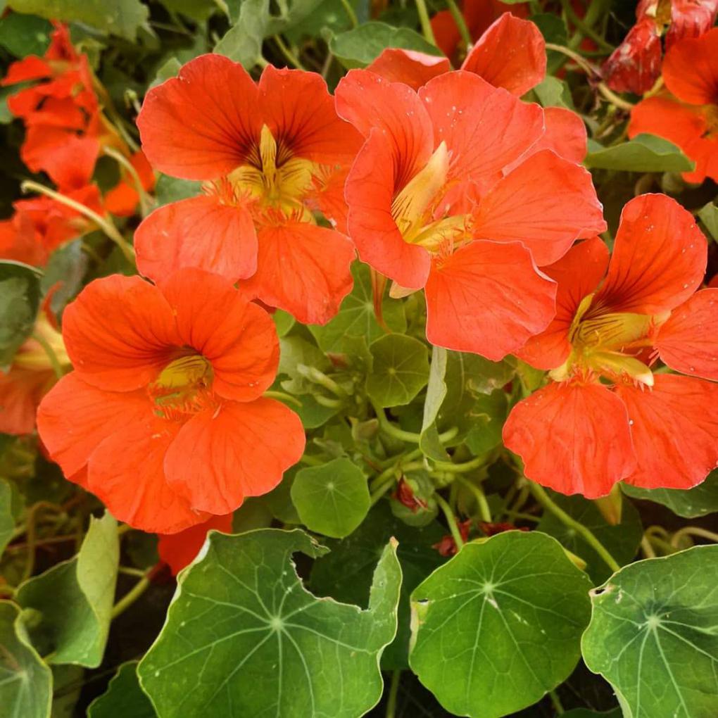 Nasturtium para quien siente desgaste de la fuerza vital 