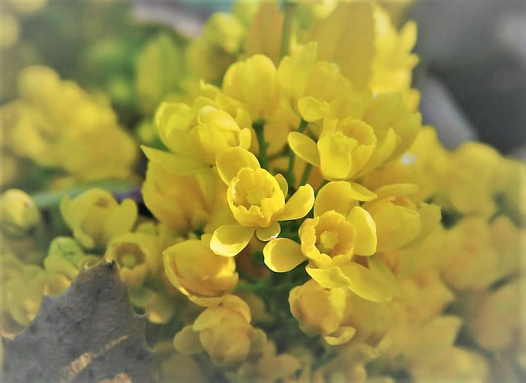  Oregon Grape para quien es miedoso o proyecta intenciones hostiles en los dem&aacute;s