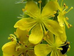 AGRIMONY  -  HIPERSENSIBILIDAD A INFLUENCIAS Y OPINIONES