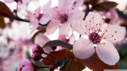 CHERRY PLUM (PRUNUS CERASCIFERA)  -  Para los que sienten temor