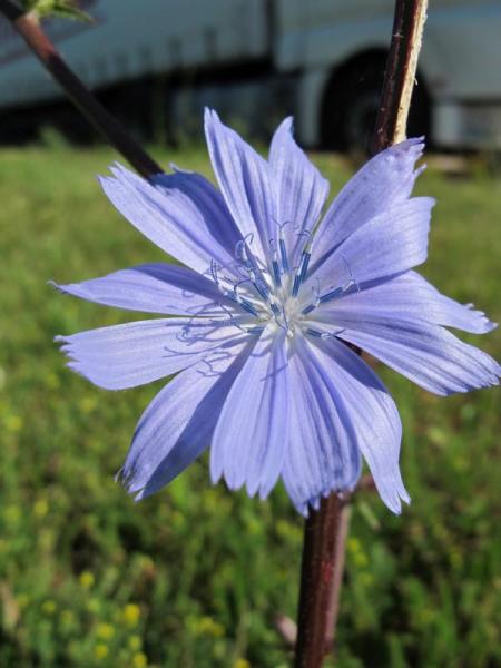 CHICORY ( ACHICORIA )  Excesiva preocupaci&oacute;n por el bienestar de los dem&aacute;s  