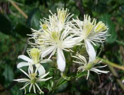 Clematis - Del grupo definido por Bach para los faltos de inter&eacute;s por las actuales circunstancias