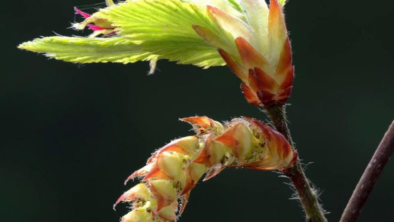 Hornbeam ( hojarazo) del grupo para los que sufren incertidumbre