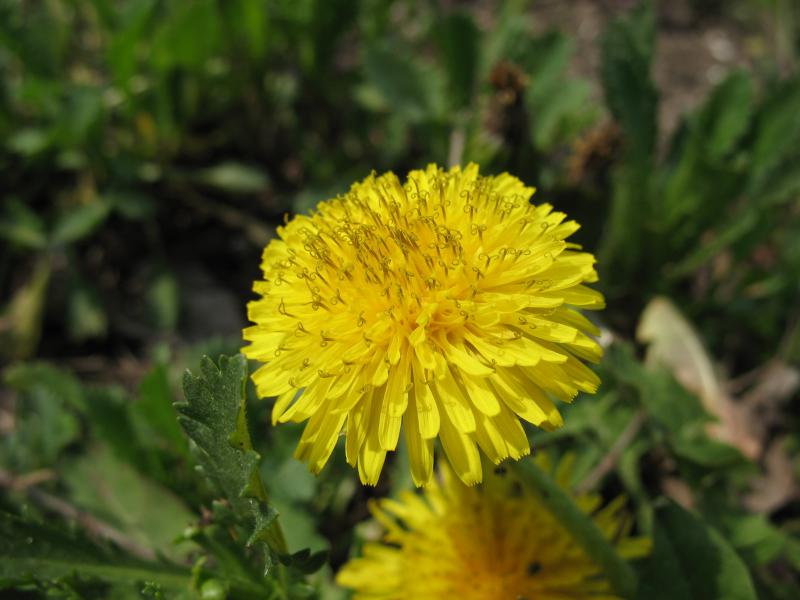 Dandelion para quien se sobreexige y se esfuerza demasiado