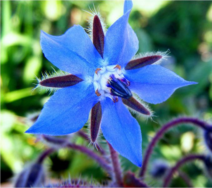 Borage para los que sienten falta de confianza