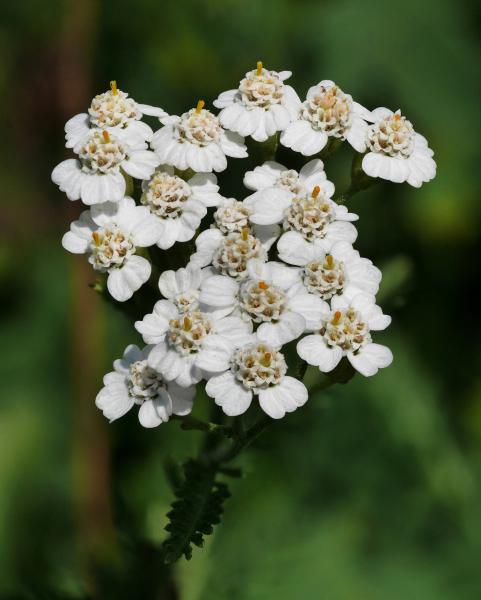  Yarrow para los que son en extremo vulnerables a los dem&aacute;s y al ambiente