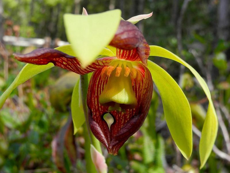  California Pitcher Plant para quien se siente an&eacute;mico o disociado