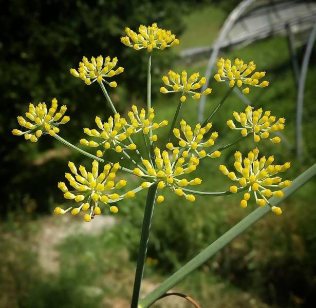  Dill ( Eneldo ) para quien se siente sobreestimulado y  agobiado 