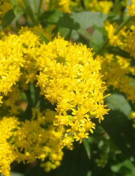 Goldenrod  para quien se siente facilmente influenciable