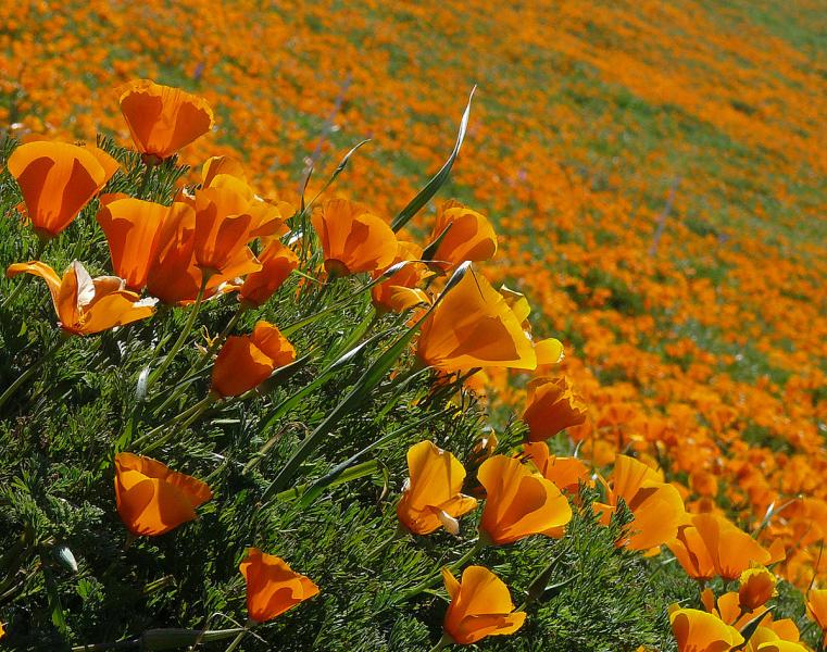 California Poppy para las tendencias escapistas o adictivas