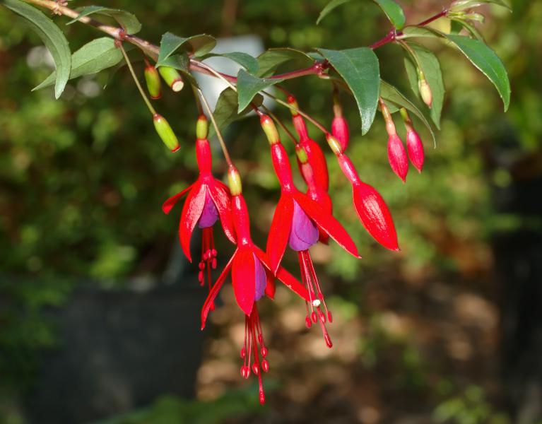 Fuchsia	para quien oculta un dolor o un trauma