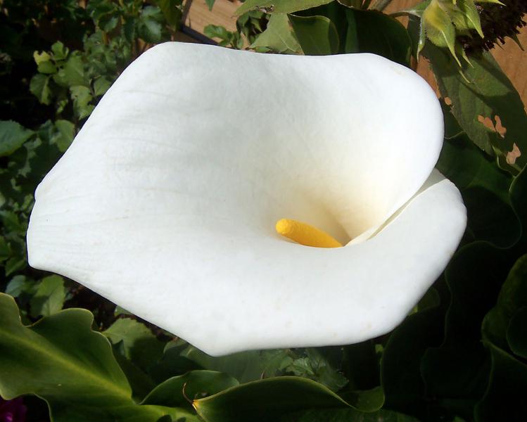  Calla Lily	 para quienes sienten confusi&oacute;n de genero