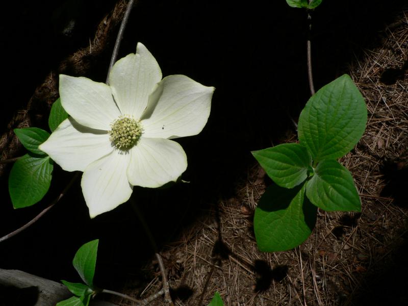  Dogwood para quien siente trauma emocional profundamente arraigado en el cuerpo